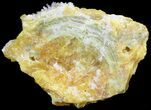 Sulfur and Celestine (Celestite) Crystal Association - Italy #62905-3